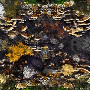 Fungus Splatter 01