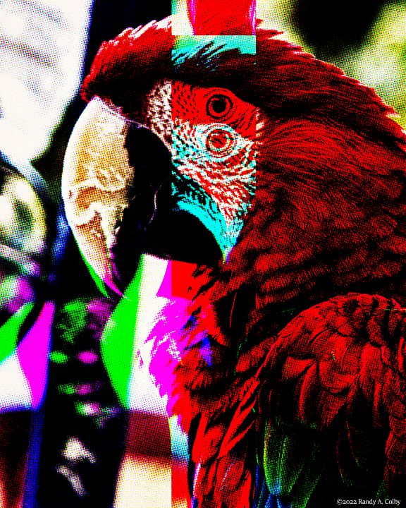 Parrot Glitch 01 - Randy Colby