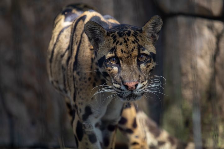 Jaguar Prowling - Skill Capture Media - Photography, Animals, Birds 