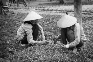 Vietnamese Workers
