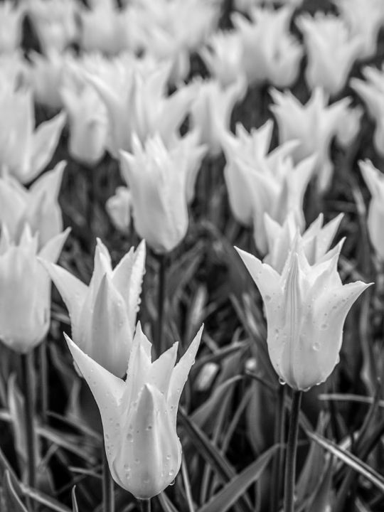 Bw Tulips From Keukenhof 9 16 - 360 Studios Fine Art - William Robert 