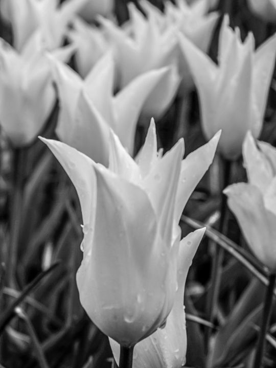 BW Super Closeup Tulip 29/43 - 360 Studios Fine Art - William Robert ...