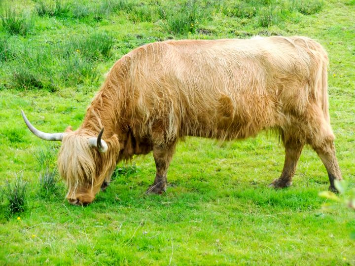 Hairy Coo Highlands Scotland UK - 360 Studios Fine Art - William Robert ...