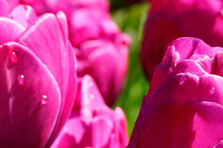 Extreme Closeup Tulip Netherland 165 - 360 Studios Fine Art - William ...