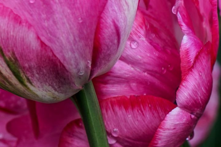 Extreme Closeup Tulip Netherland 168 - 360 Studios Fine Art - William ...