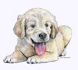 Golden Retriever Puppy drawing Drawing by John Harding  Pixels