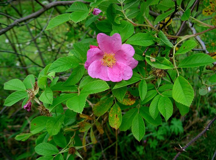 Wild Rose - Viveca Lammers - Photography, Flowers, Plants, & Trees ...