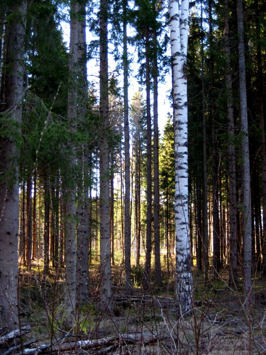 Trees Sweden - Viveca Lammers - Photography, Flowers, Plants