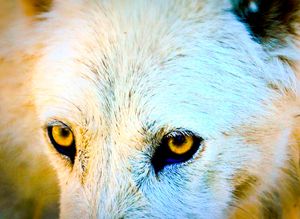 Wolf Eyes - A & B Martin Photography