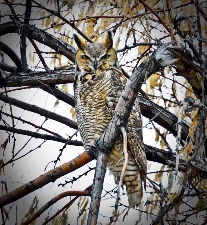 Great Horned Owl - A & B Martin Photography