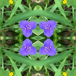 Spiderwort