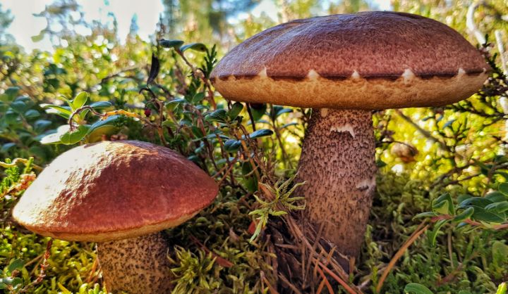 The stone mushrooms - Redlaps