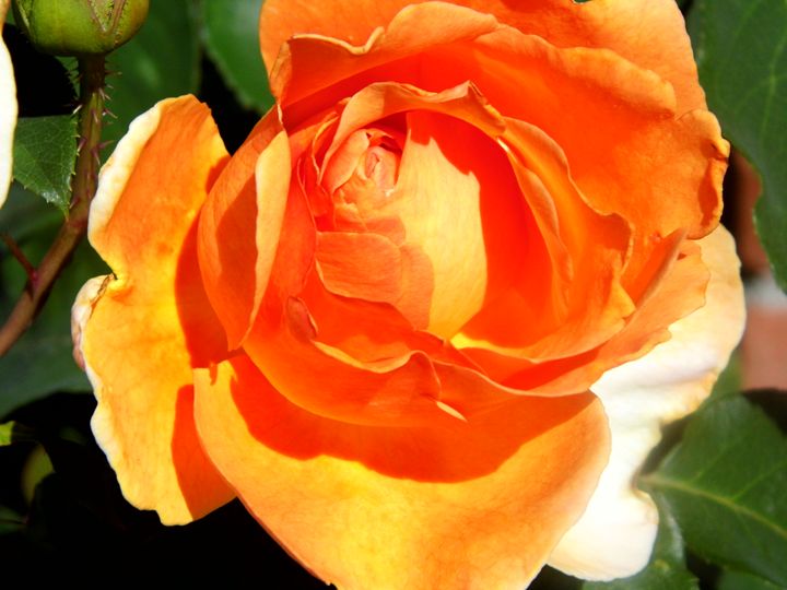 Orange Glow - rosetiger