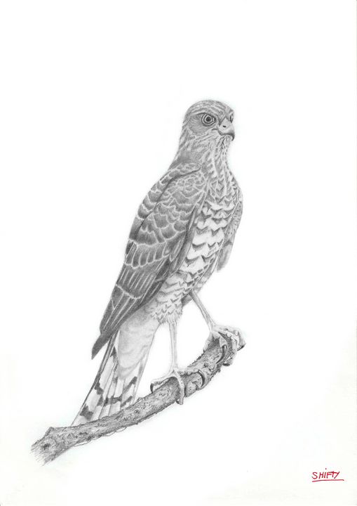 Sparrow Hawk - Shifty
