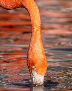 Flamingo - Barrera Photography