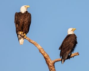 Bald Eagles "Ron and Rita"