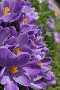 Anessa Art - Photography