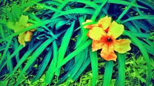 monkey grass and flower