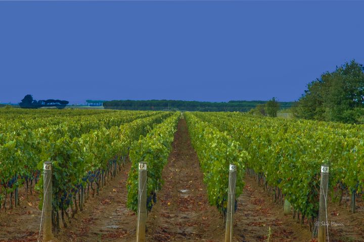 Chianti Wine Vineyard - Skip's Photo Art Showcase