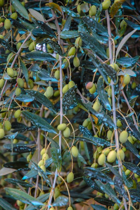 Tuscan Olive Tree - Skip's Photo Art Showcase