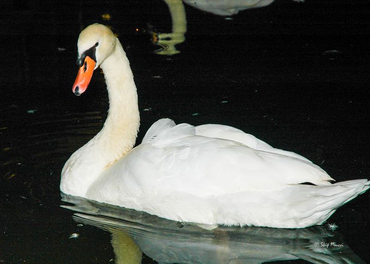 The Swan of Collidi - Skip's Photo Art Showcase