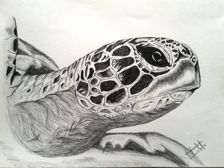 Turtle - Thenmozhi Muthukumar