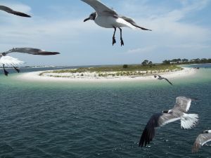 Flying with the Seagulls - Wendell Blankenship