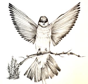 Hand sketched Bird