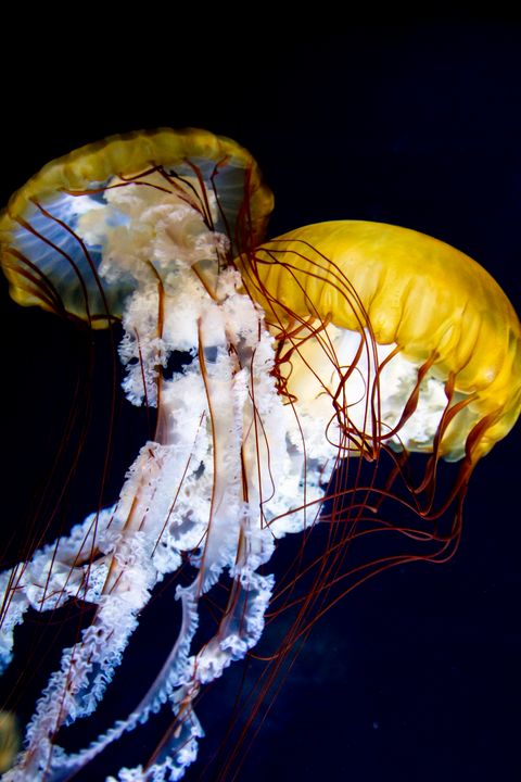 pacific sea nettle jellyfish finding nemo