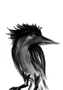 Bird and White