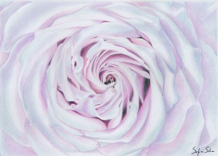 rose colored pencil drawing