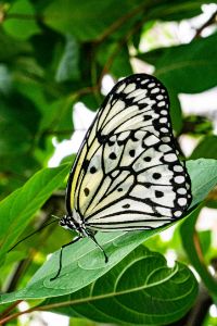 White Butterfly - Natural Beauty