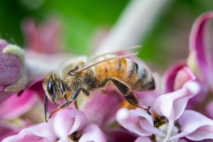 Bee Too - Natural Beauty