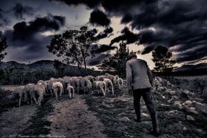 The Shepherd of Stanford