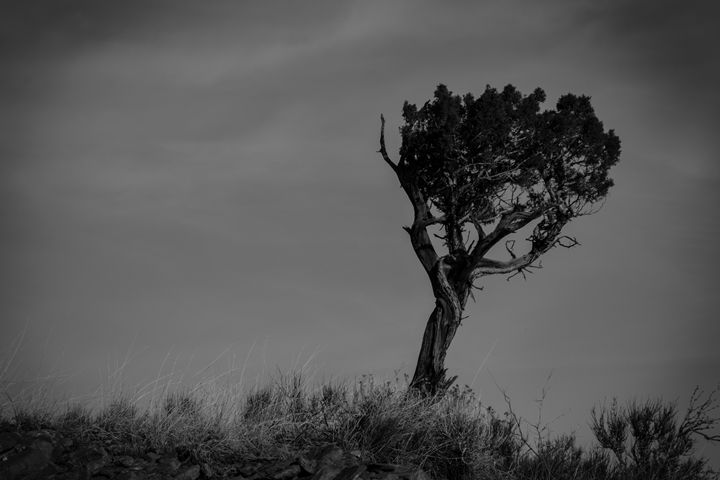 Lonely Tree - Chris Kearns Photography