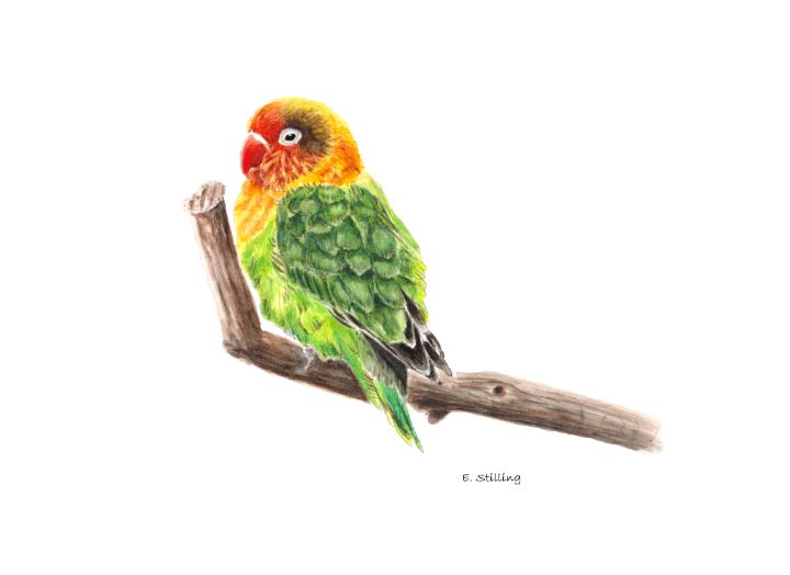 African Parrot Lovebird - Elisabeth Stilling