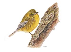 Pine Warbler Bird in Watercolour