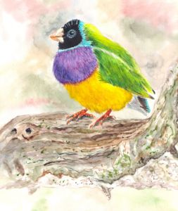 Framed Gouldian Finch Watercolour buy Painting