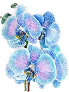 Blue Orchid Watercolour Painting