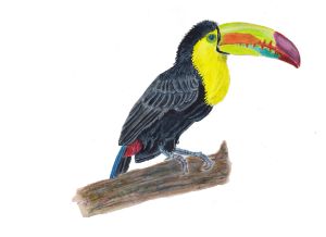 Toucan Bird in Watercolour