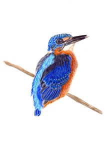 Blue Eared Kingfisher Watercolour