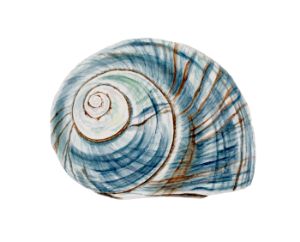 Blue Seashell in Watercolour