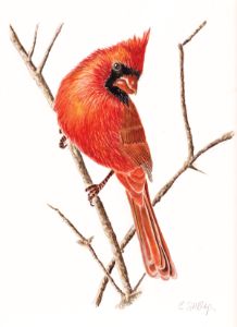 Cardinal Bird Male