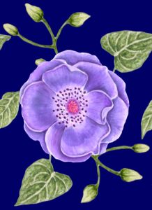 Purple Rose Botanical