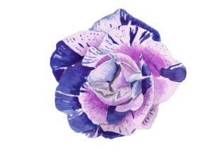 Watercolour Purple Variegated Rose