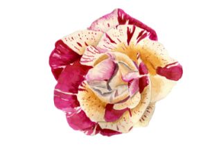 Pink Variegated Rose