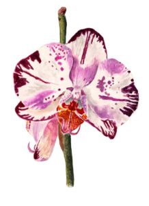 Orchid Watercolour