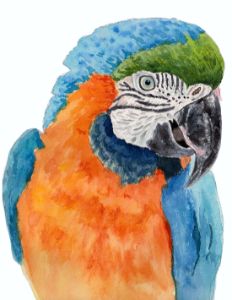 Blue & Gold Macaw Watercolour Painti