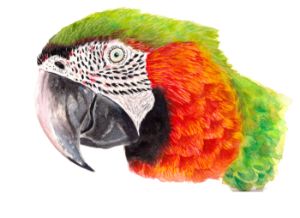 Harlequin Macaw Watercolour
