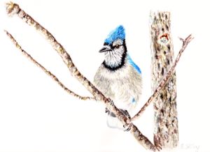 Blue Jay Bird Watercolour